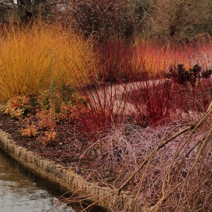 Winter colour beside the lake at Wisley