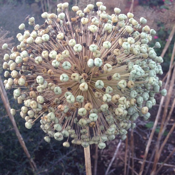seed head in the cutting garden