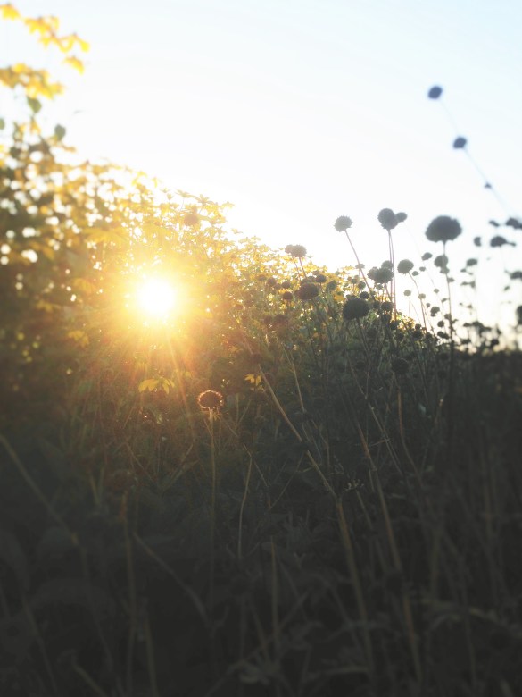 evening light through the cutting garden