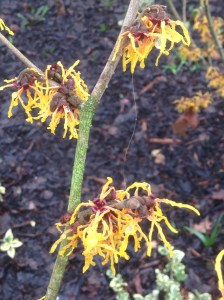 Hamamelis (Witch Hazel)