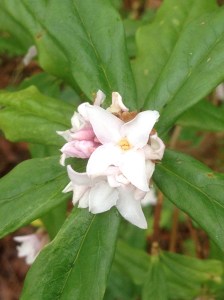 Scented winter flowering shrub Daphne