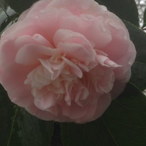 Pale Pink Camellia