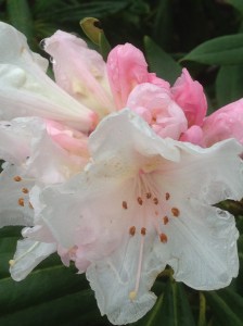pale pink rhododendron flower