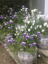 pots of pansies