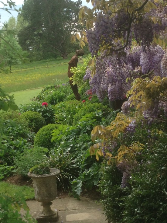 Wisteria at Chilworth Manor, Surrey
