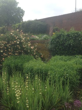 Sisyrinchium Striatium and Roses dominating the beds at Hall Place.