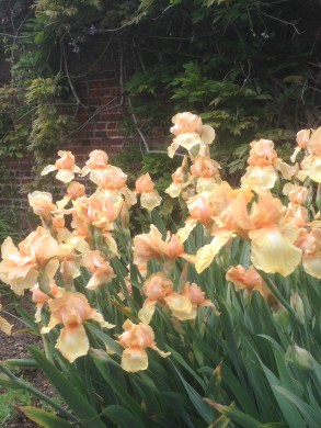 Apricot Irises at Hall Place, Kent