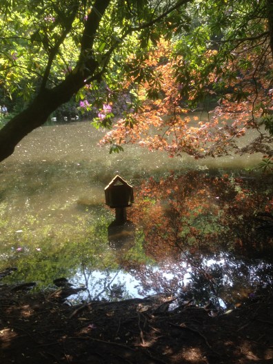 reflections beside the mill pond at Lowder Mill.