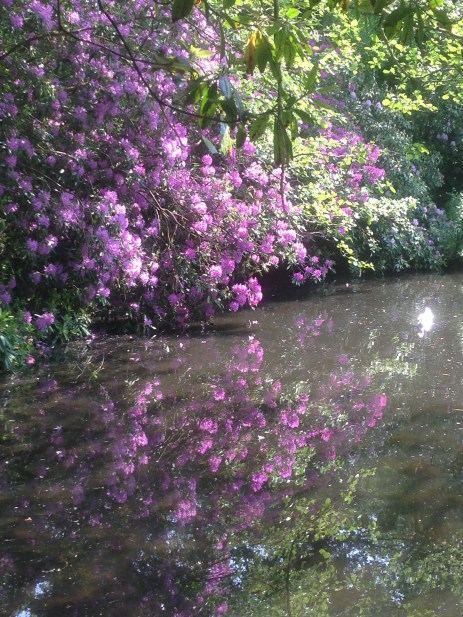 Rhododendrons beside the former mill pond at Lowder Mill.