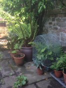 quirky planting ideas