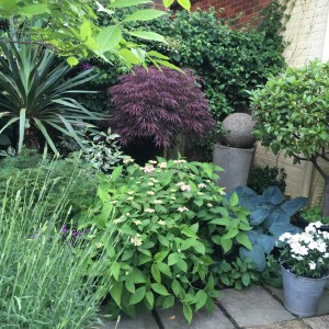 A densely planted courtyard garden