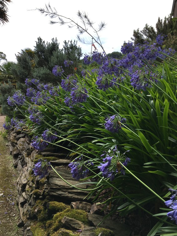 Blue Agapanthus at Overbeck's, Devon