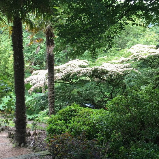 Cornus tree and palms at Overbeck's