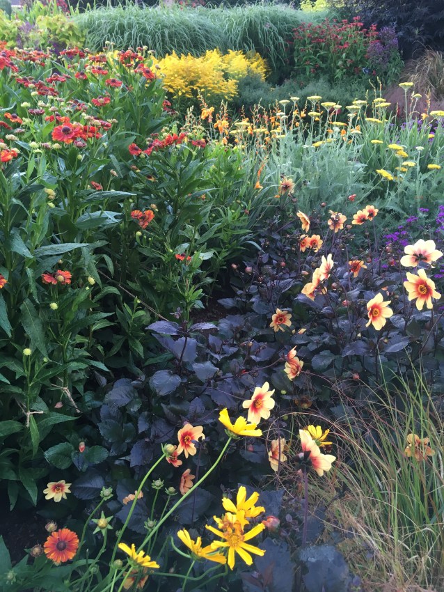 late summer flowers - warm colours