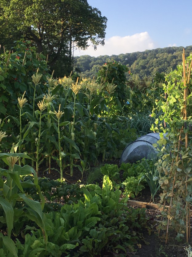 vegetable plots