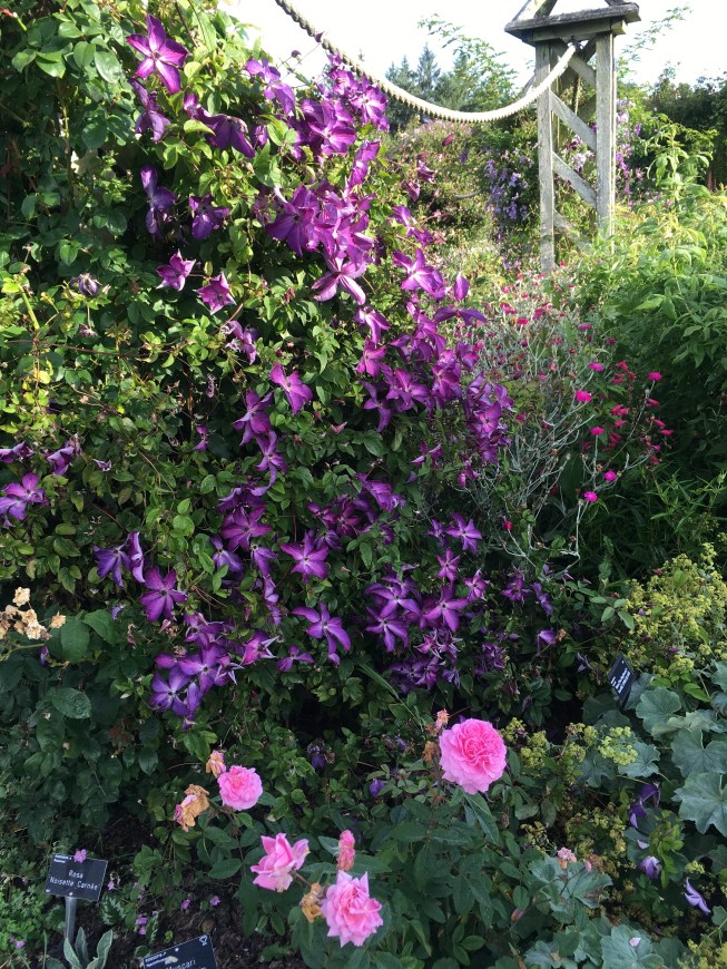 purple clematis and pink roses