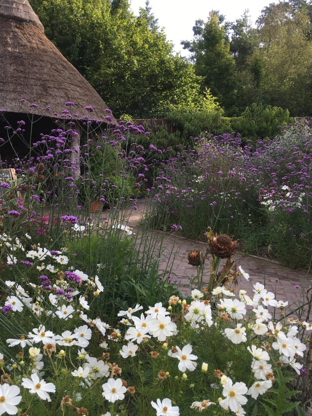 Verbena bonariensis and cosmos in the potager