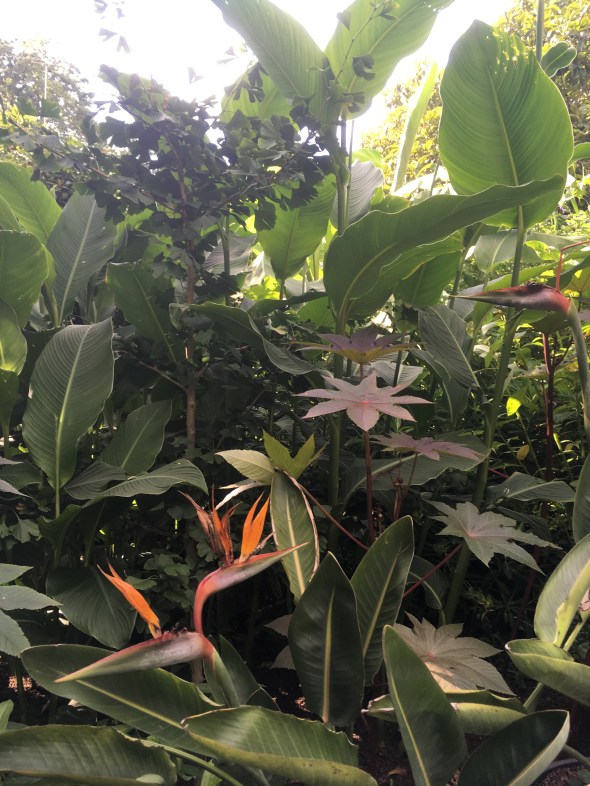 The exotic garden at Rosemoor