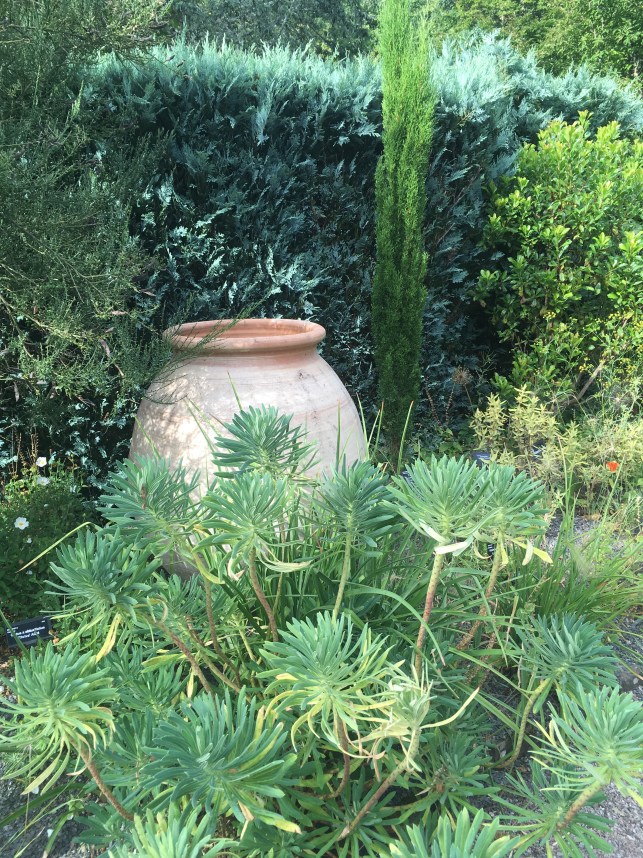 Cretan pot and Mediterranean planting