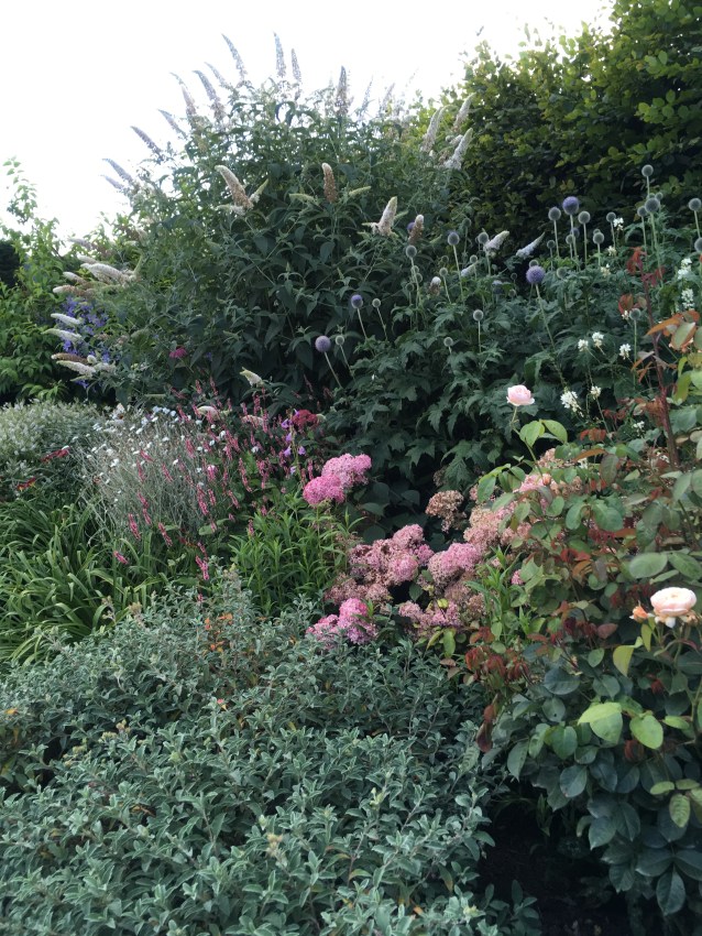 mixed planting in flower border