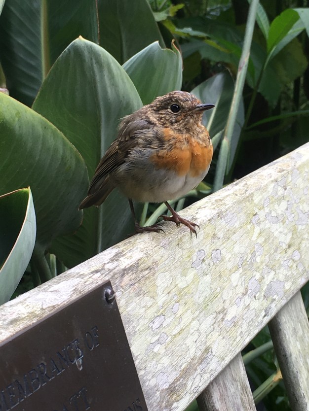 Robin in the garden