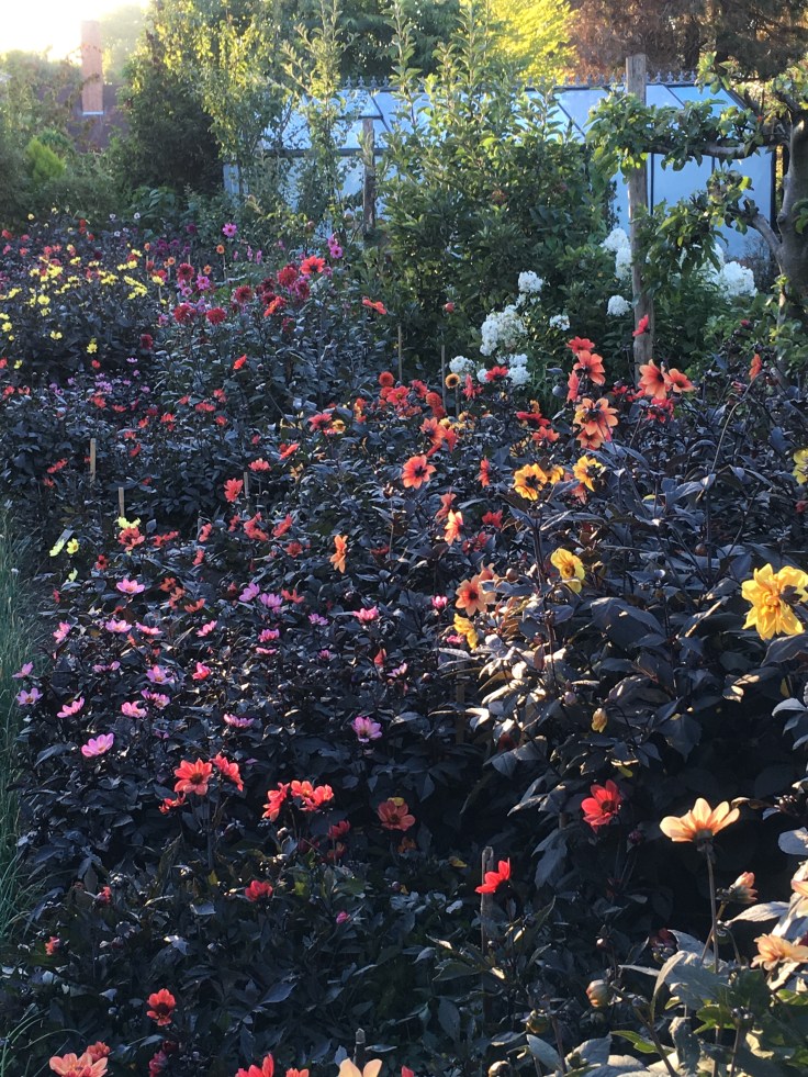 dark stemmed dahlias at The Salutation