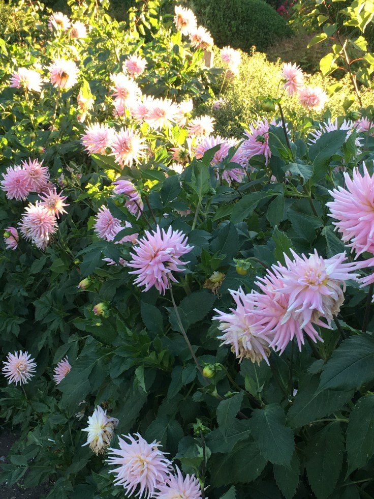 Dahlia 'Weddington Pink'