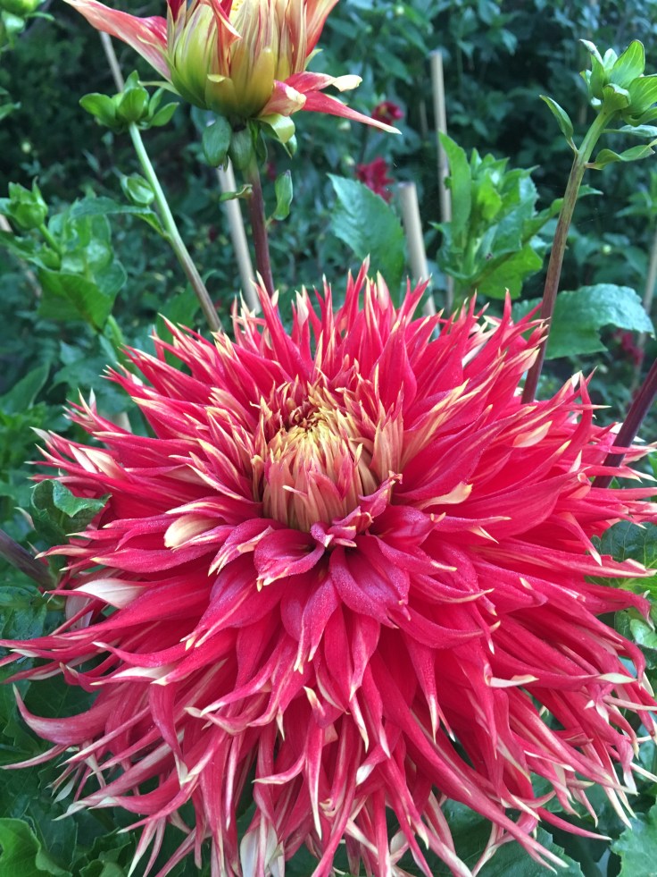 Dahlia 'Show and Tell' at The Salutation