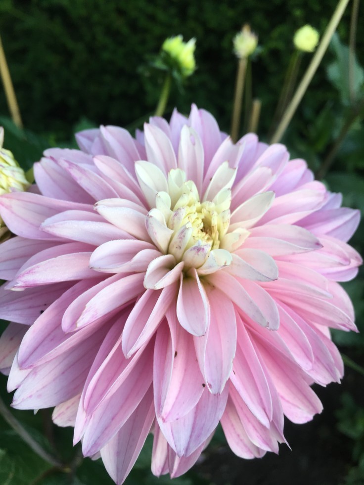 Dahlia 'Paradise City' at Salutation Gardens