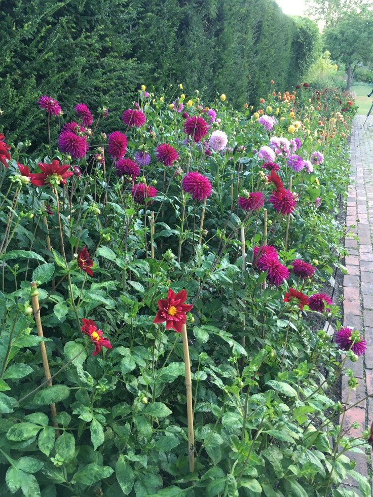 Dahlia bed at the Salutation