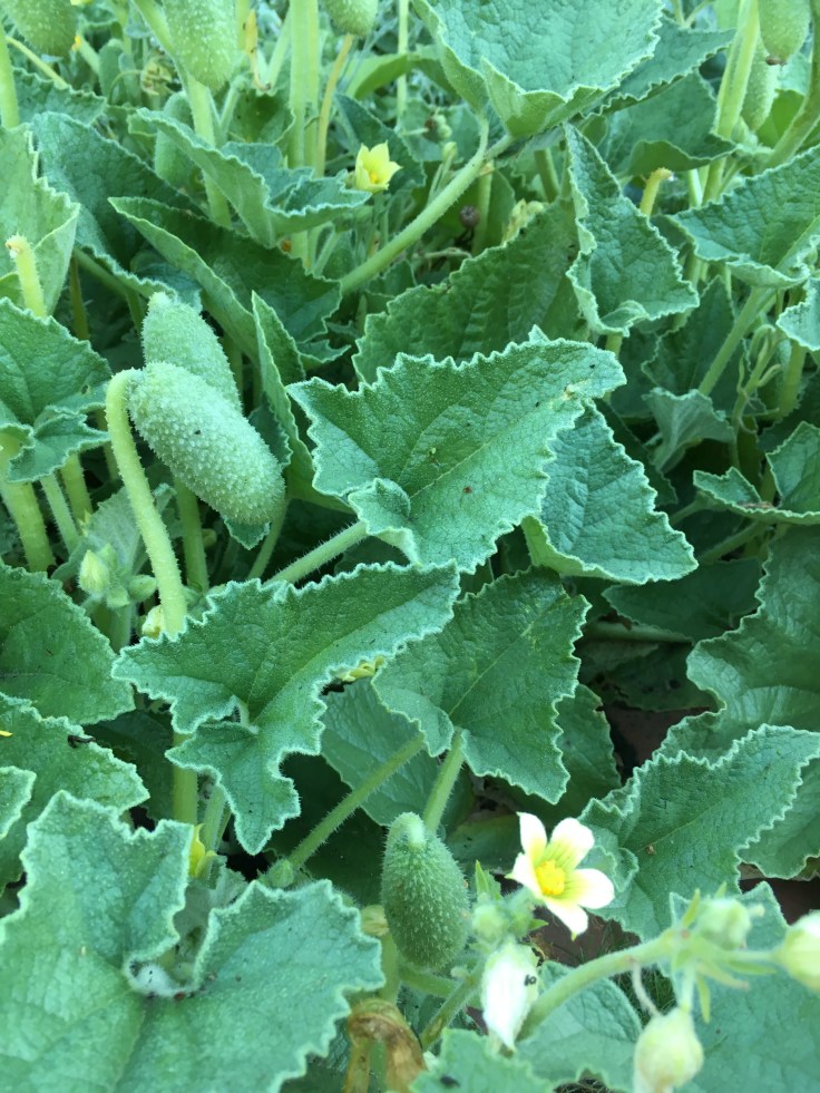 Squirting Cucumber plant