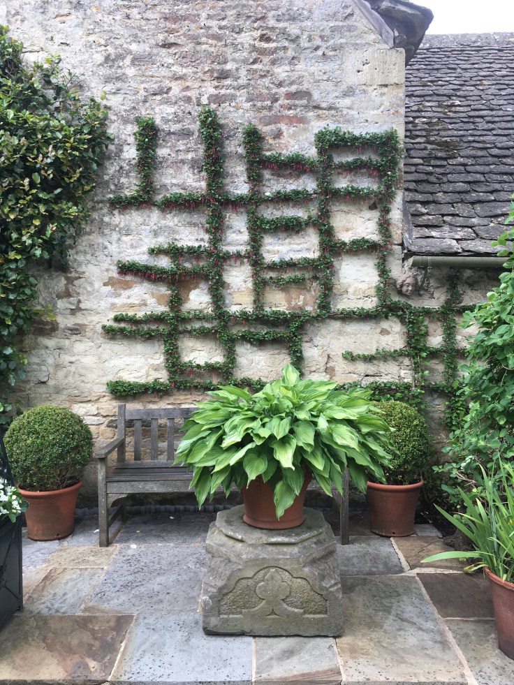 Ribes speciosum trained against a stone wall