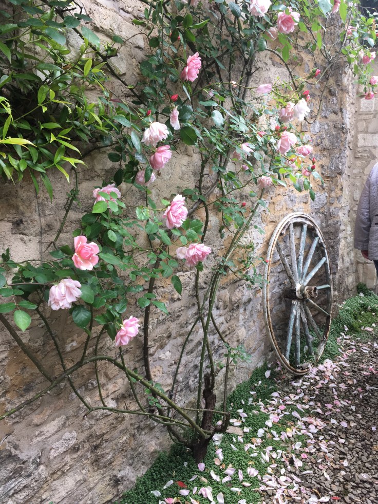 Climbing pink rose Albertine