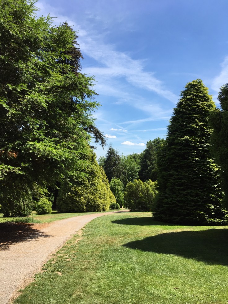 A wide gravel path sweeps through the pinetum
