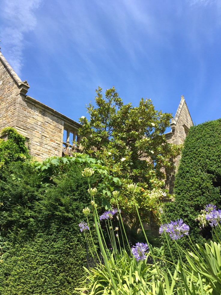 agapanthus and magnolia grandiflora beside the ruined house at Nymans