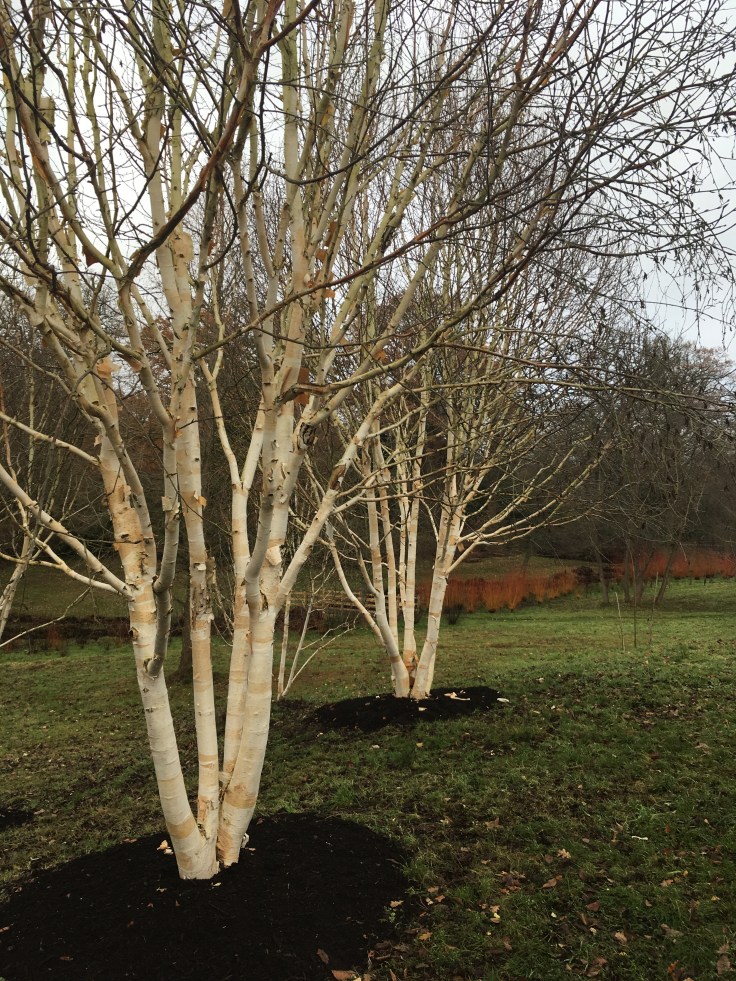betula utilis var. jacquemontii 'grayswood ghost' at the Savill Garden