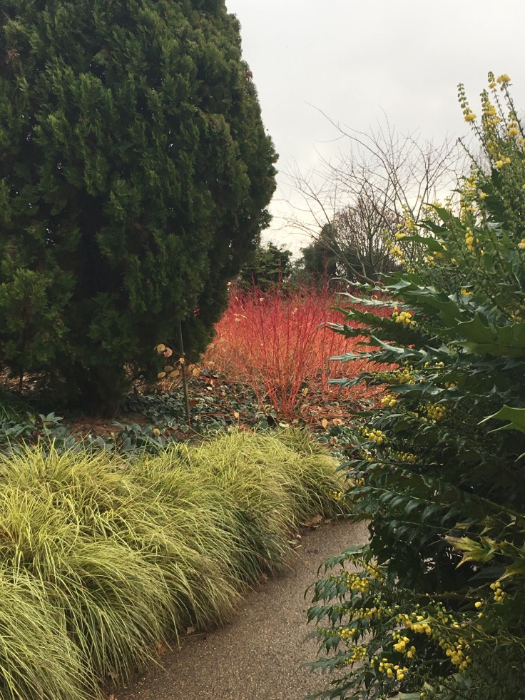 Bursts of winter colour at The Savill Garden