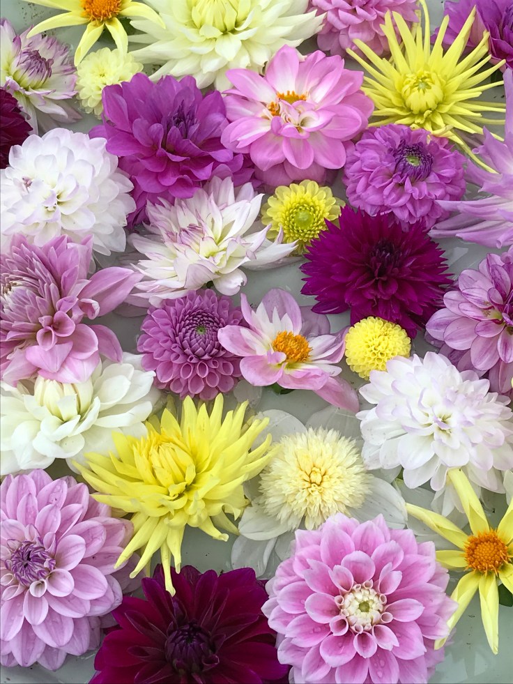 Dahlia heads in bowl