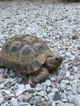 One of the many rescued tortoises