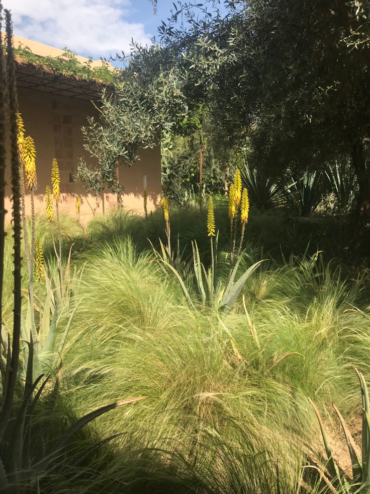 Stipa tenuissima & flowering agaves
