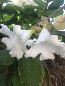 Lusciously scented Datura