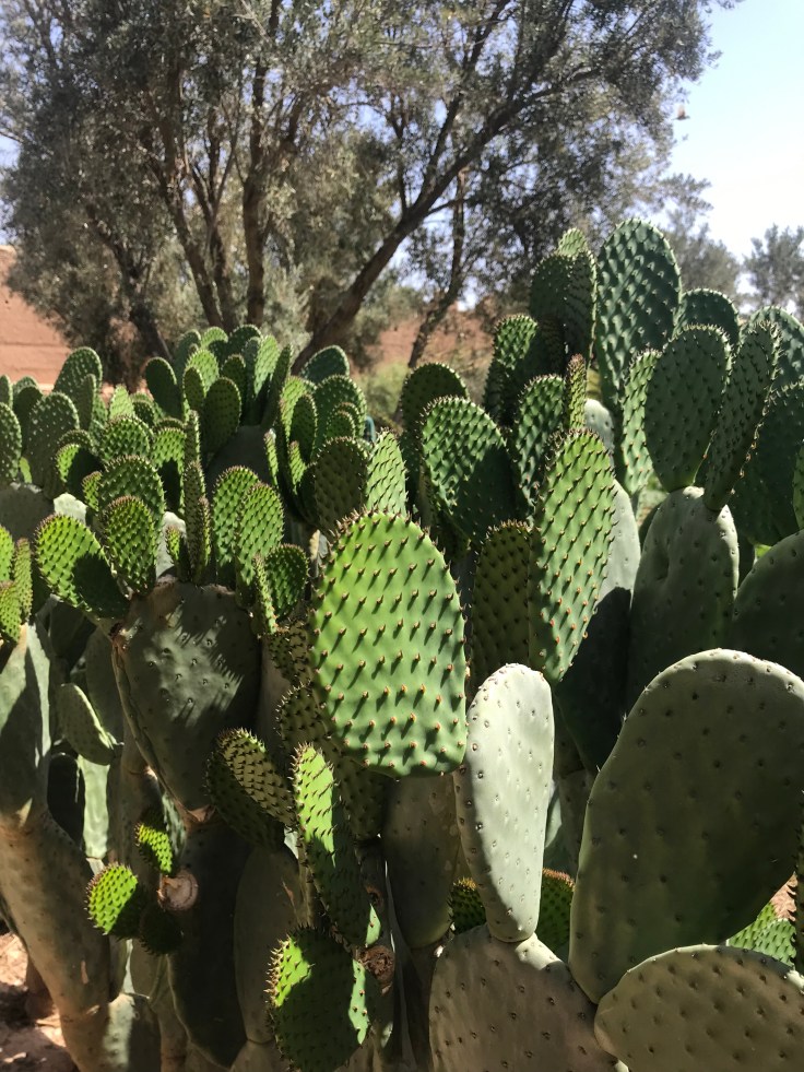 Prickly pears grow well in Morocco